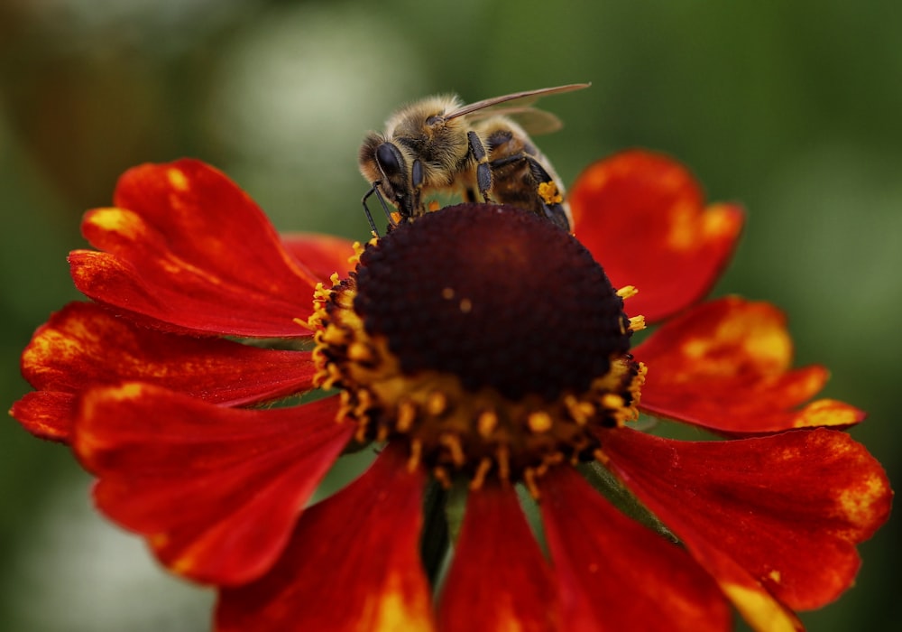 a bee on a flower