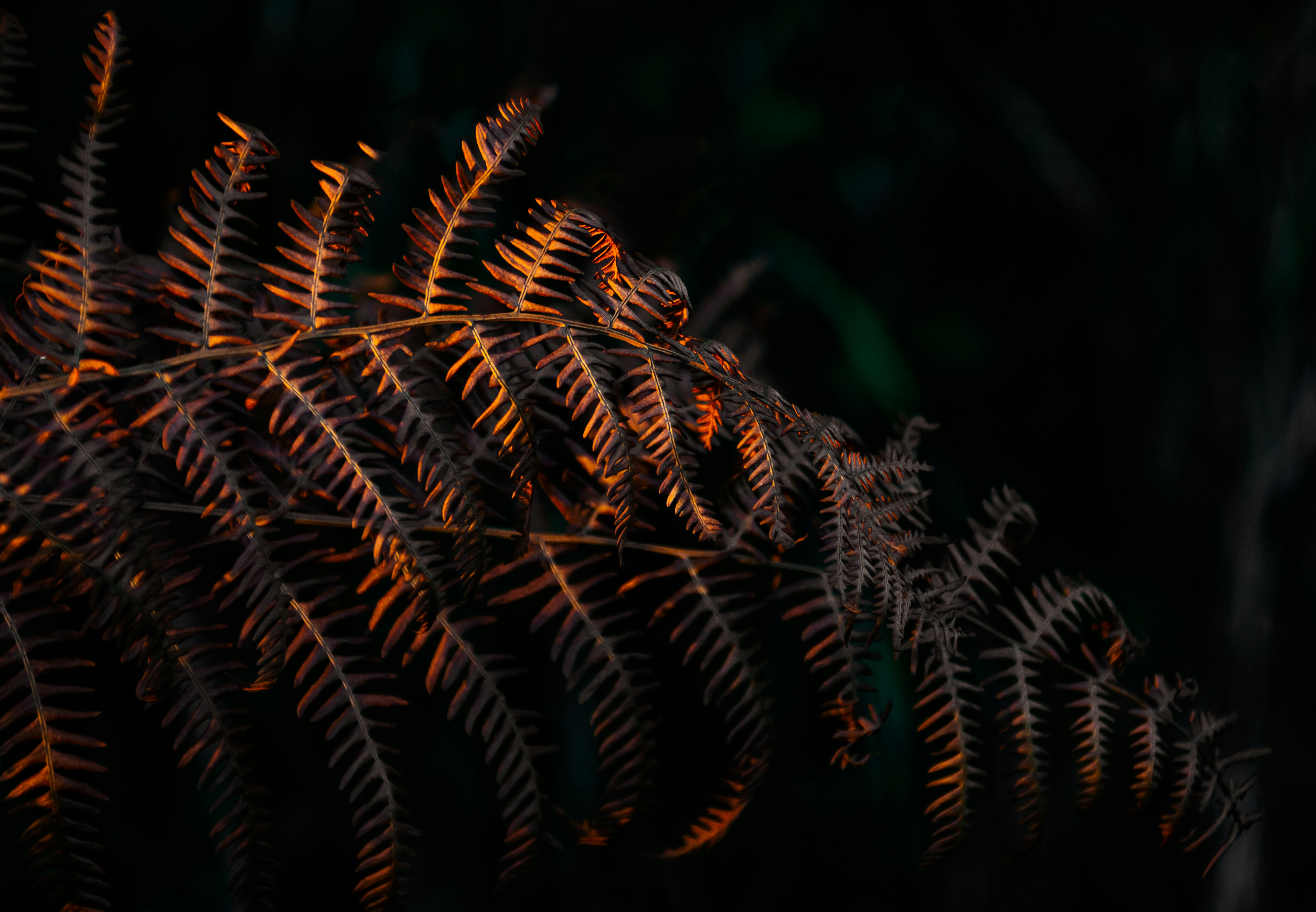 a close up of a plant