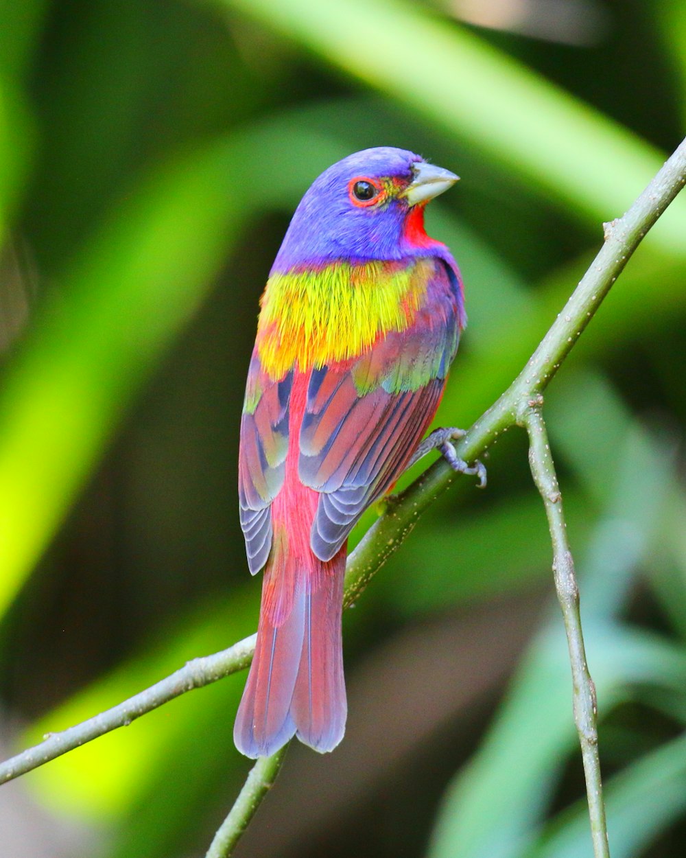 Un pájaro colorido posado en una rama