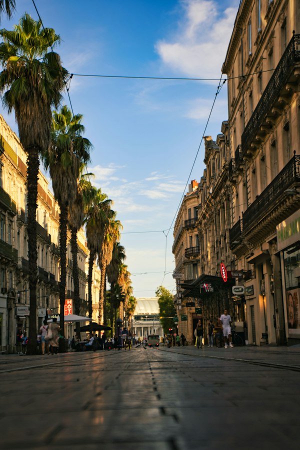 Rue bordée de palmiers à Marseille — prix immobilier 8ème arrondissement