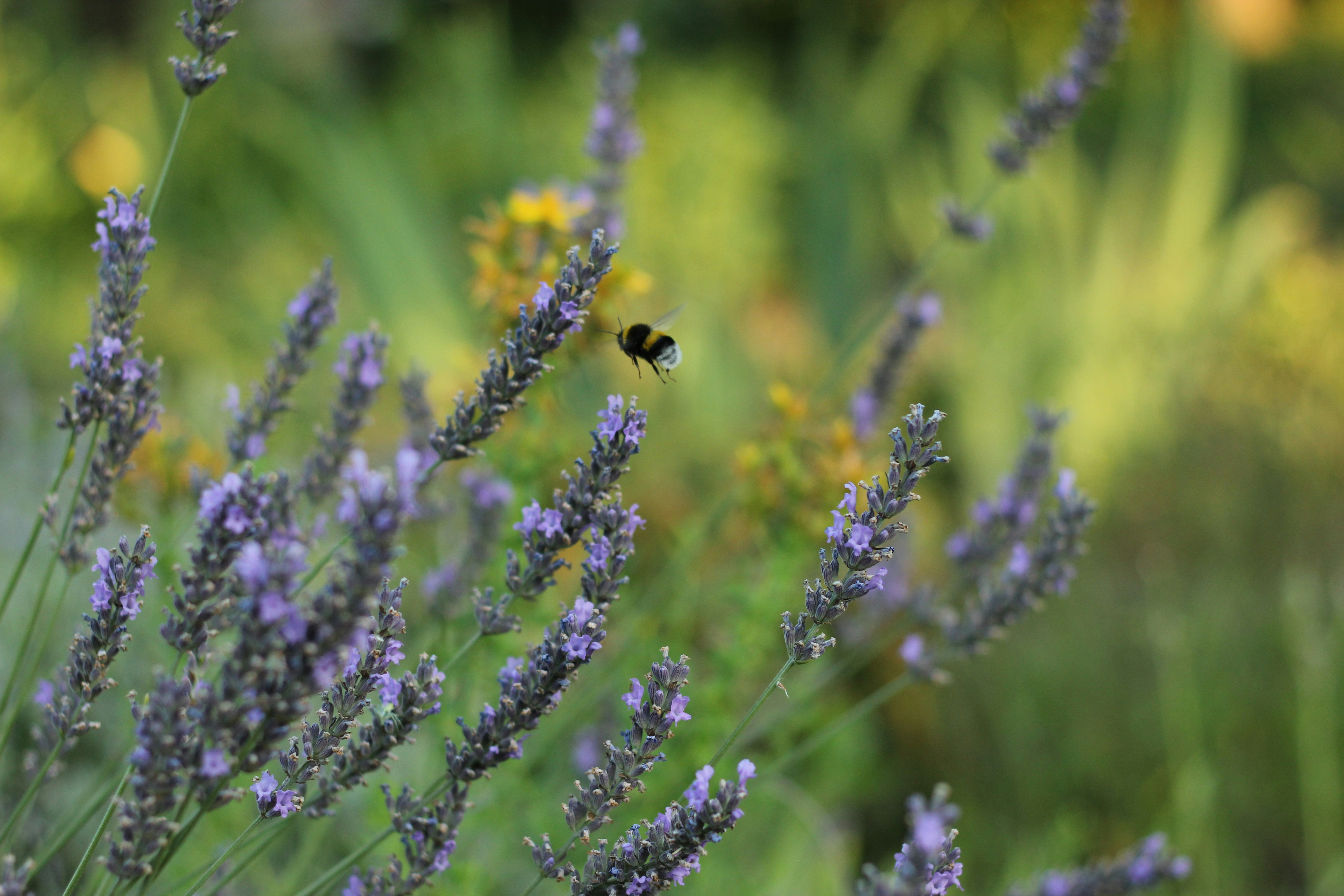 Eine Biene auf einer Blume