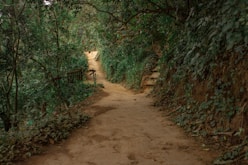 a path through a forest