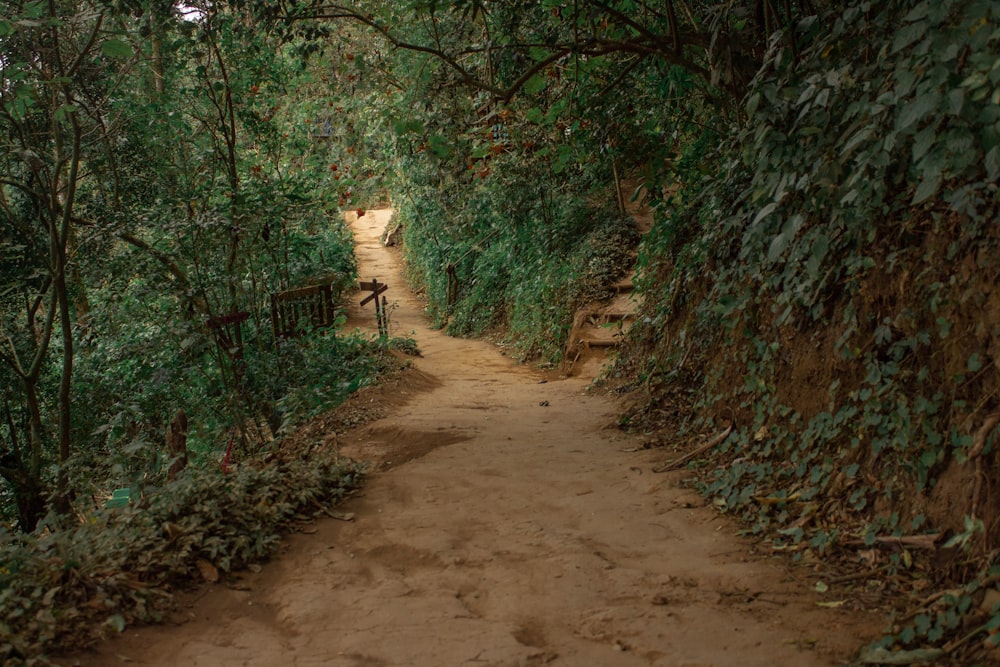 Un chemin à travers une forêt