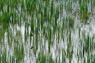 Lush green rice plants growing in a flooded paddy field. The water reflects the greenery, and there's a small bird perched among the plants. Yellow flowers can be seen in the background.