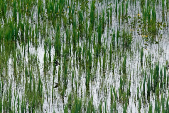 Lush green rice plants growing in a flooded paddy field. The water reflects the greenery, and there's a small bird perched among the plants. Yellow flowers can be seen in the background.