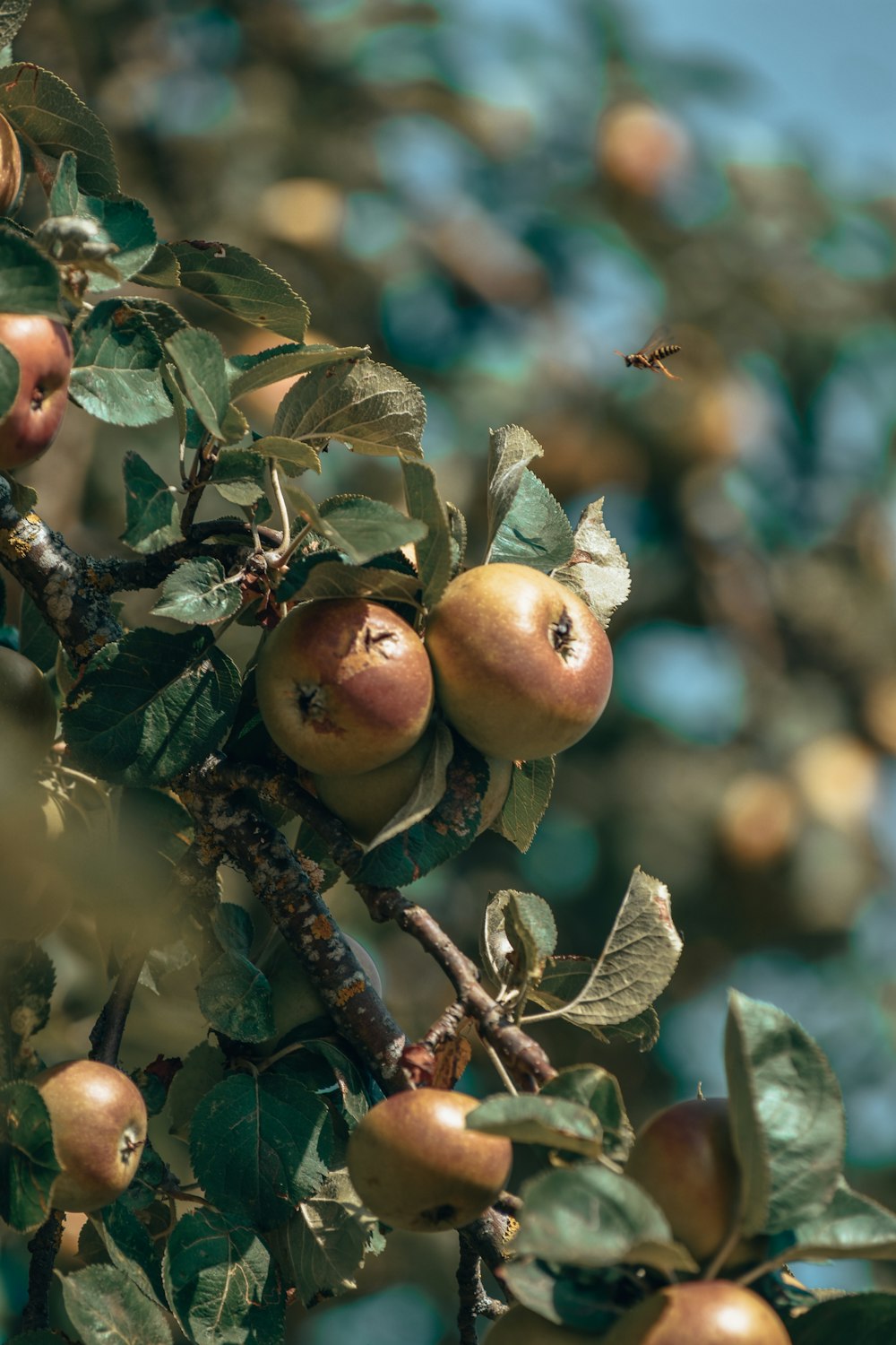 a bee flying over a tree with apples