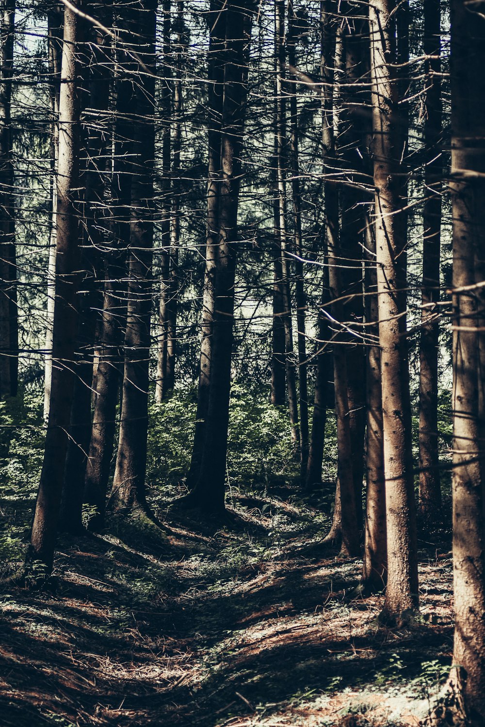 a path through a forest