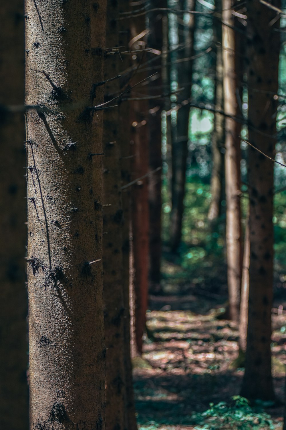 a group of trees