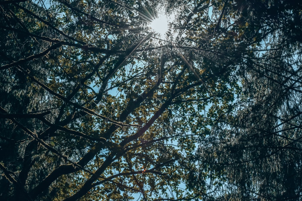 a tree with the sun shining through