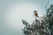 a bird on a tree branch