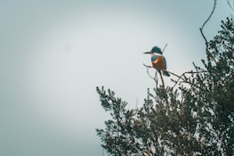 a bird on a tree branch
