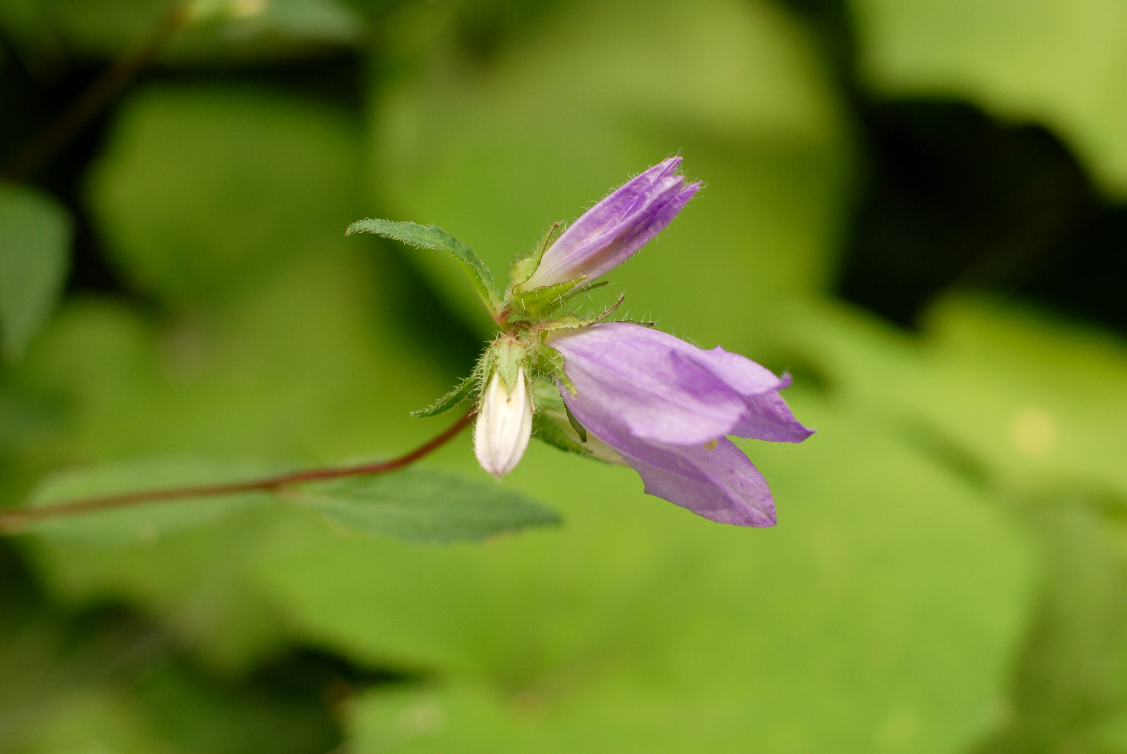 a bug on a flower