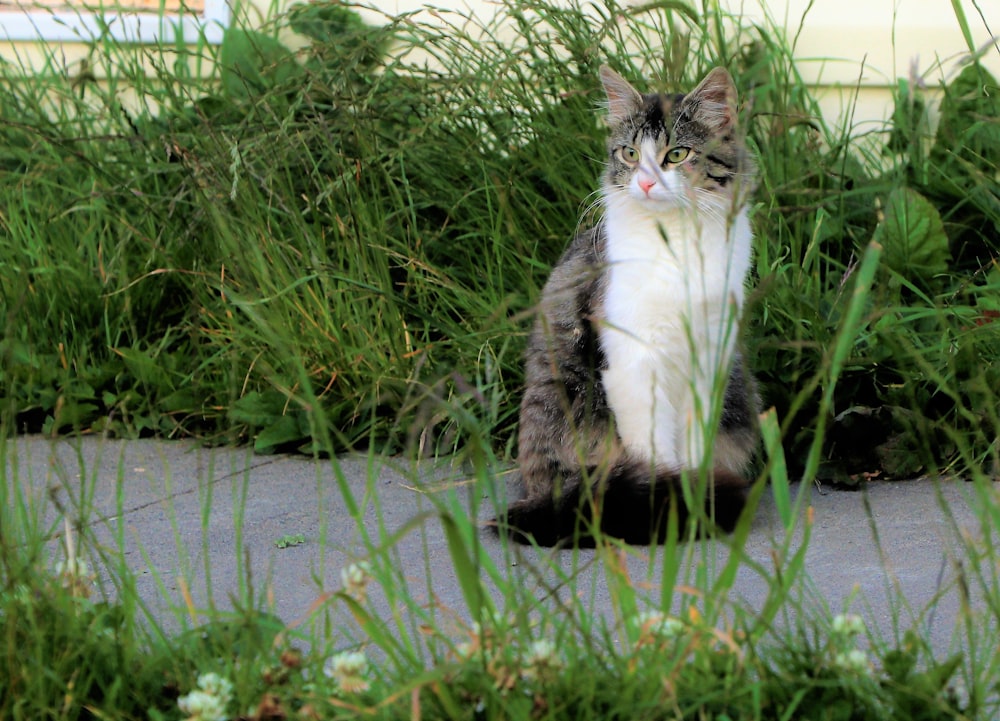 deux chats assis sur un rebord