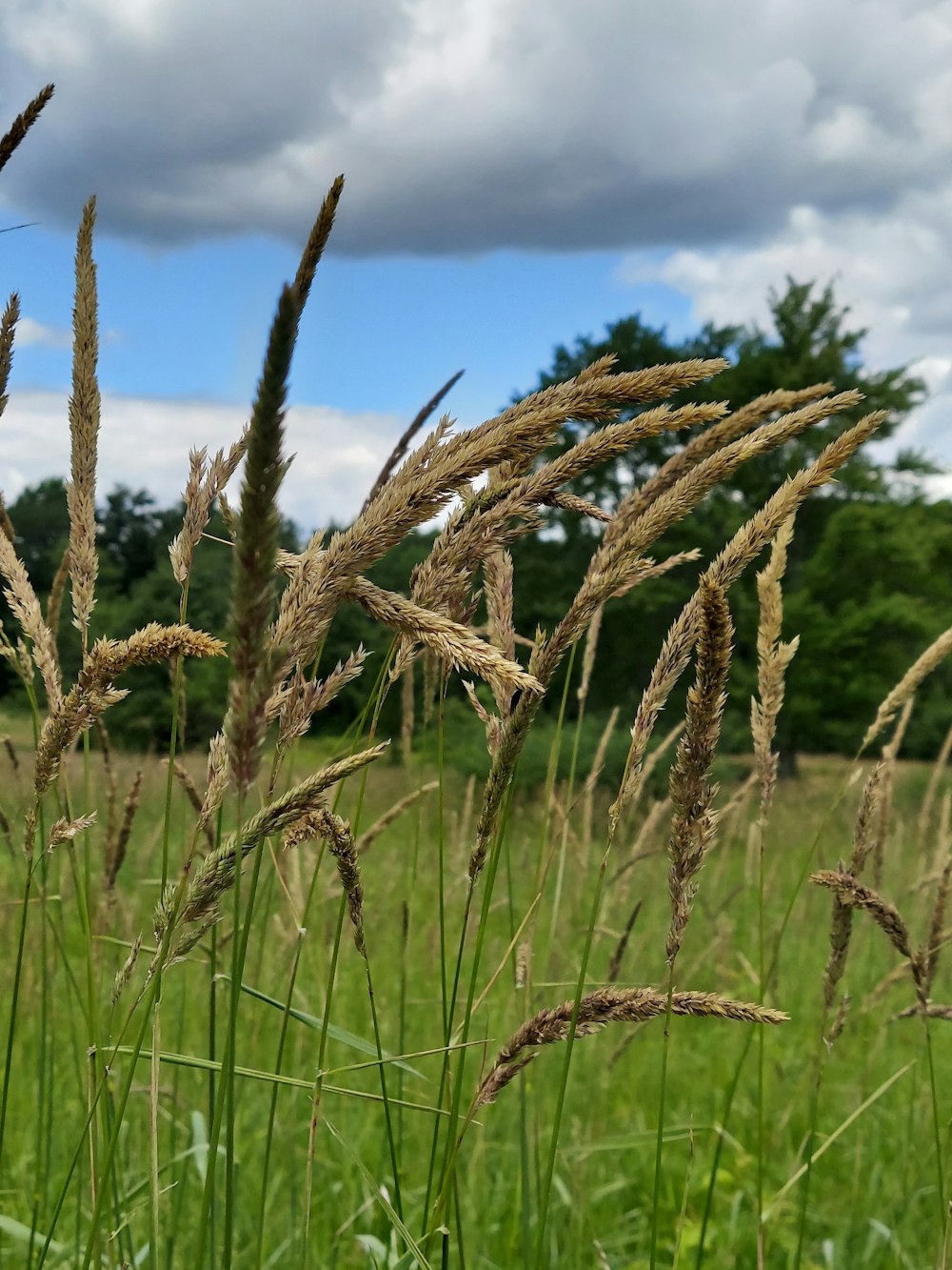 a field of wheat