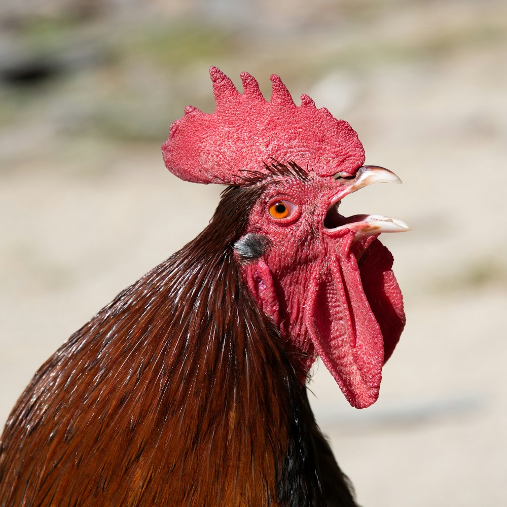 a rooster with a pink head