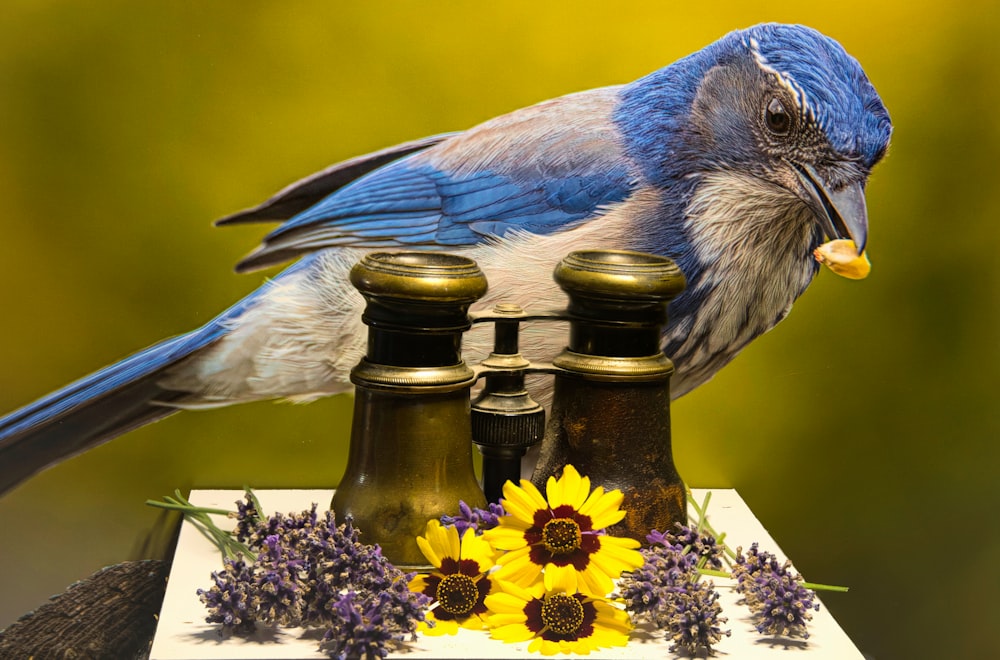 um pássaro em um alimentador de pássaros
