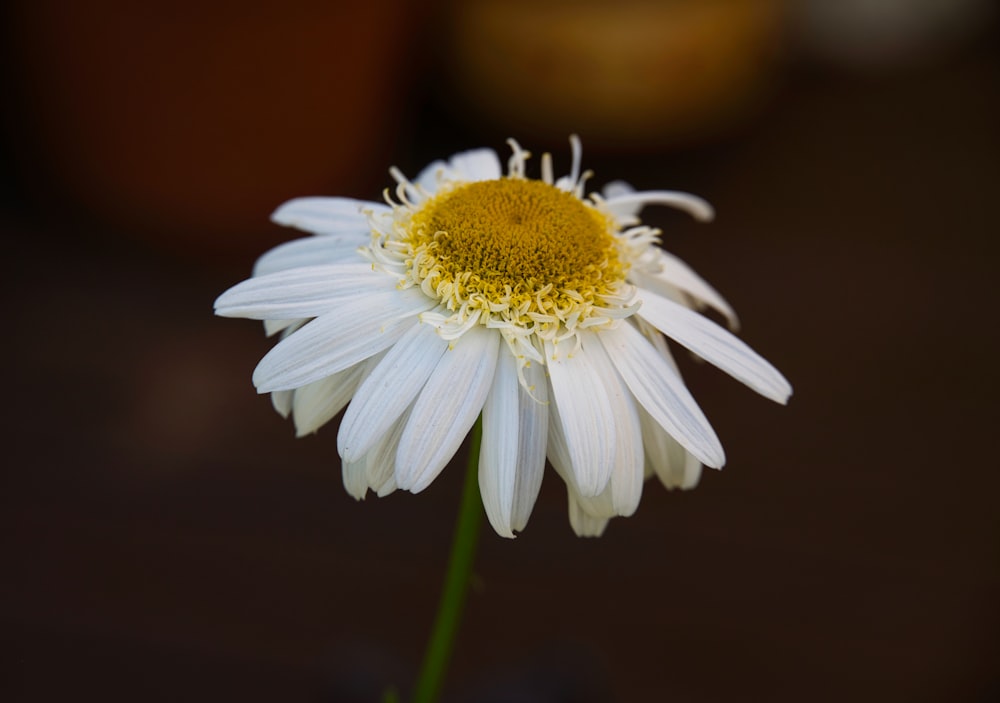 a white flower with a yellow center