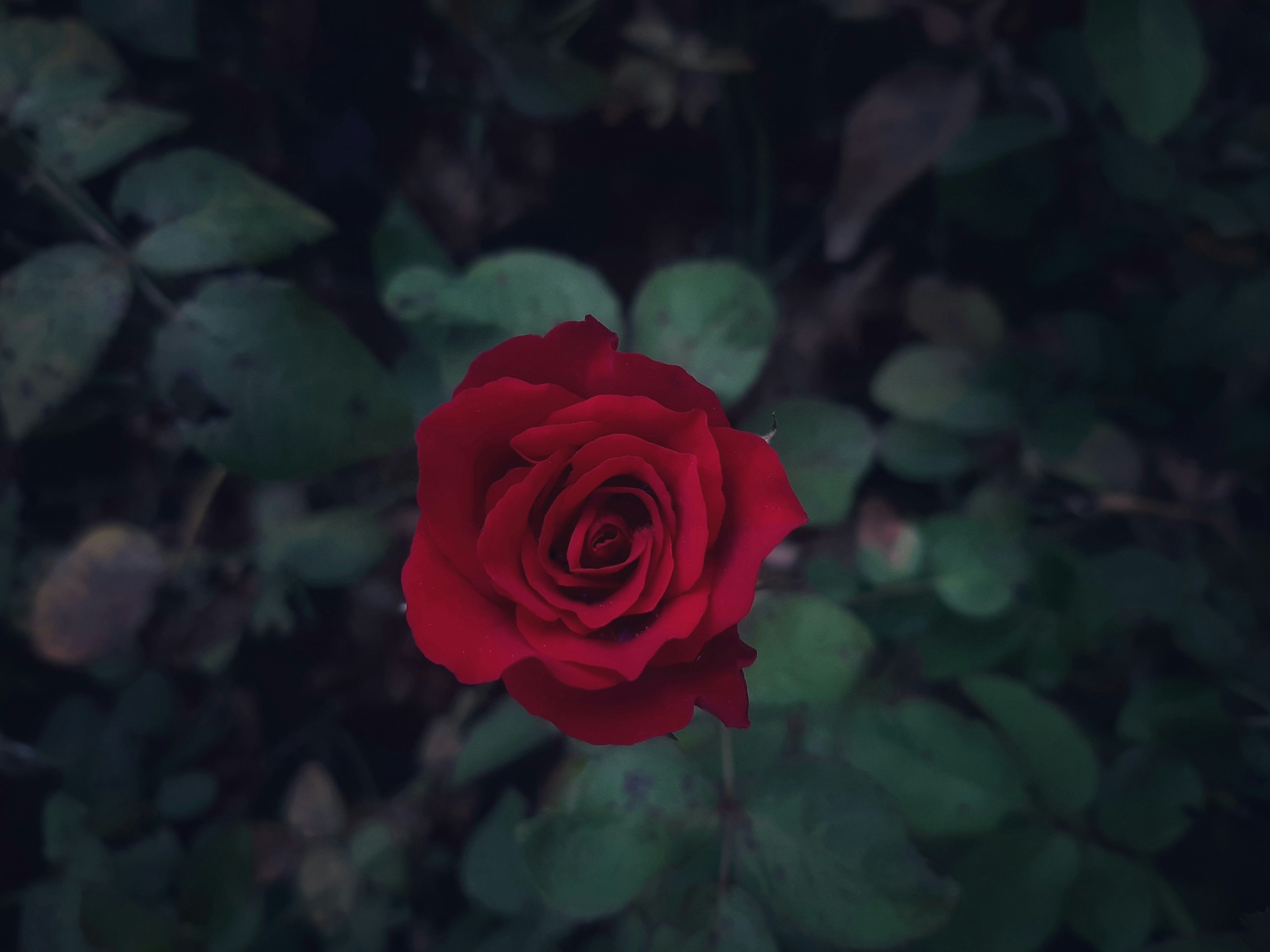 Photo by mobile_photographer4