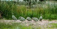 A group of guinea fowl wandering freely near the orchard’s fruit trees.