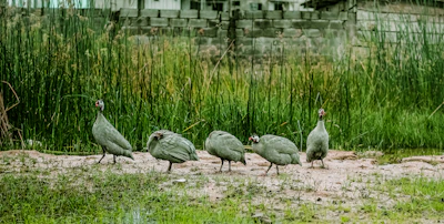 Guinea birds wandering freely near the peach and pear trees with rustic farm buildings in the background.