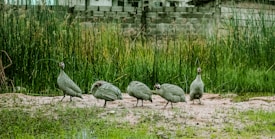 A group of five guineafowl standing on a sandy path surrounded by tall grass. The birds have speckled grey feathers and distinctive red and white markings on their heads. In the background, a stone wall and a building are partially visible above the greenery.