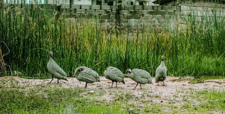A group of five guineafowl standing on a sandy path surrounded by tall grass. The birds have speckled grey feathers and distinctive red and white markings on their heads. In the background, a stone wall and a building are partially visible above the greenery.