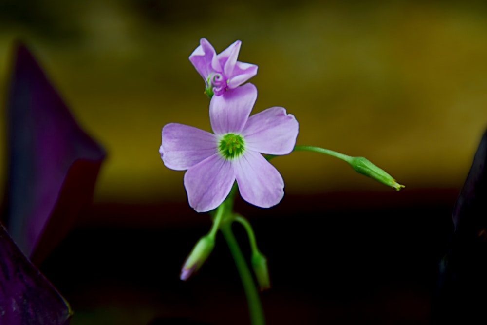 a purple flower with a green center in a vase
