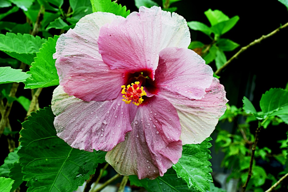 a pink flower with green leaves around it