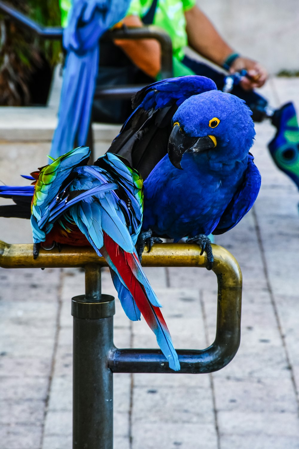 a couple of blue birds on a metal pole