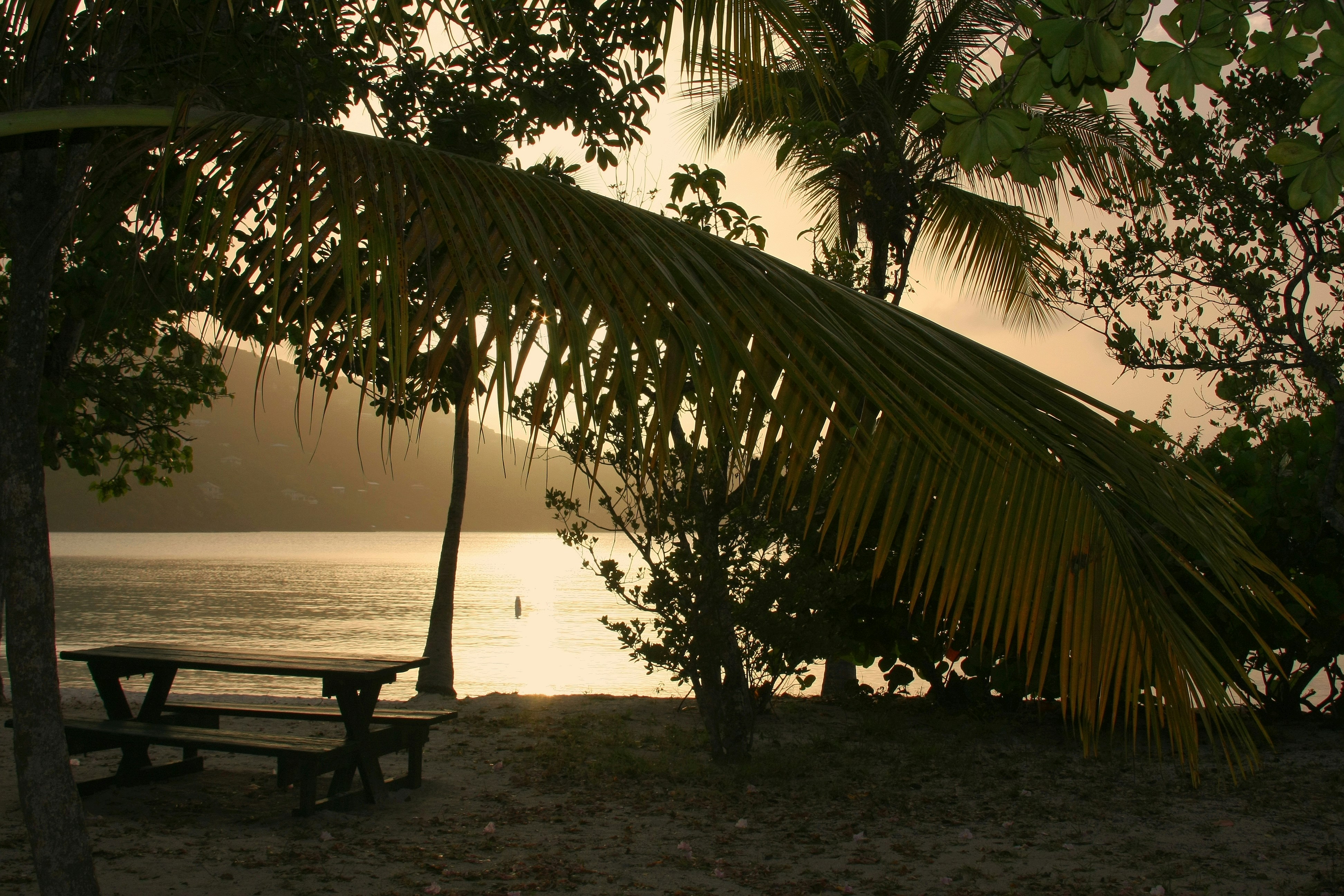 a bench under a tree, 
