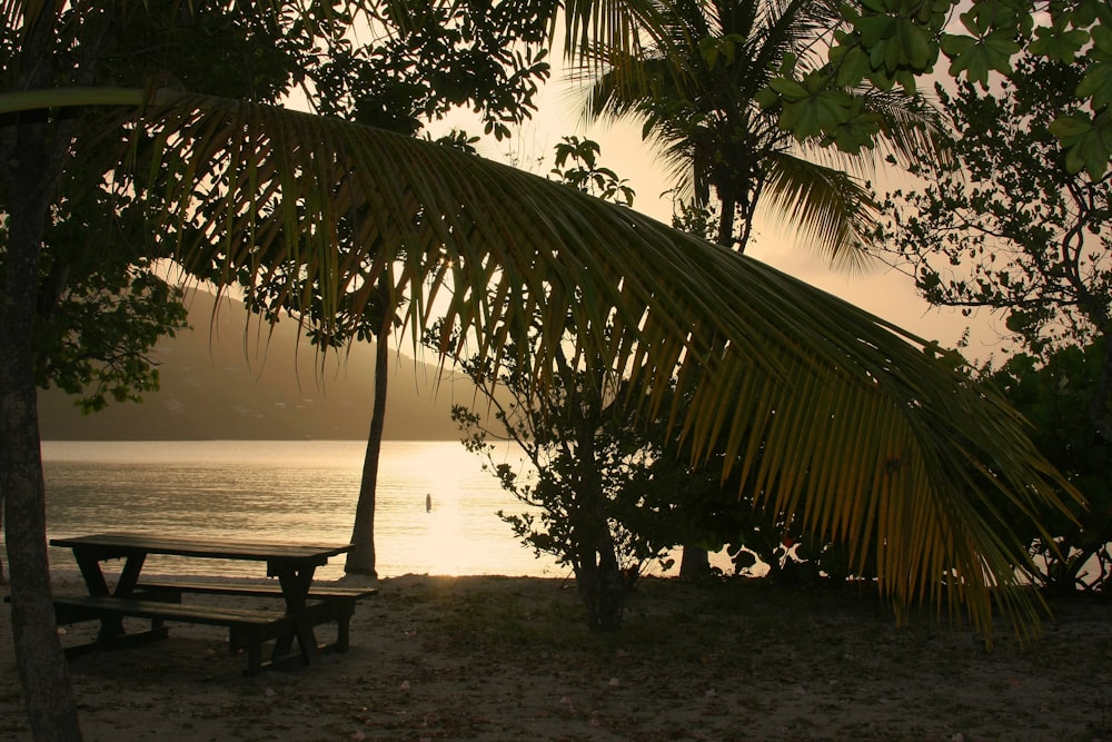 a bench under a tree