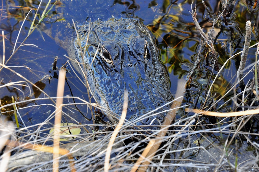 a frozen pond with ice and plants