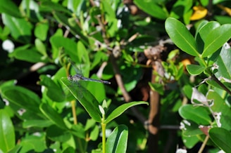 A serene dragonfly nest hanging delicately among green foliage, symbolizing care and stability.