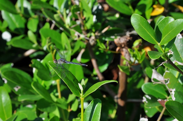 A serene dragonfly nest hanging delicately among green foliage, symbolizing care and stability.