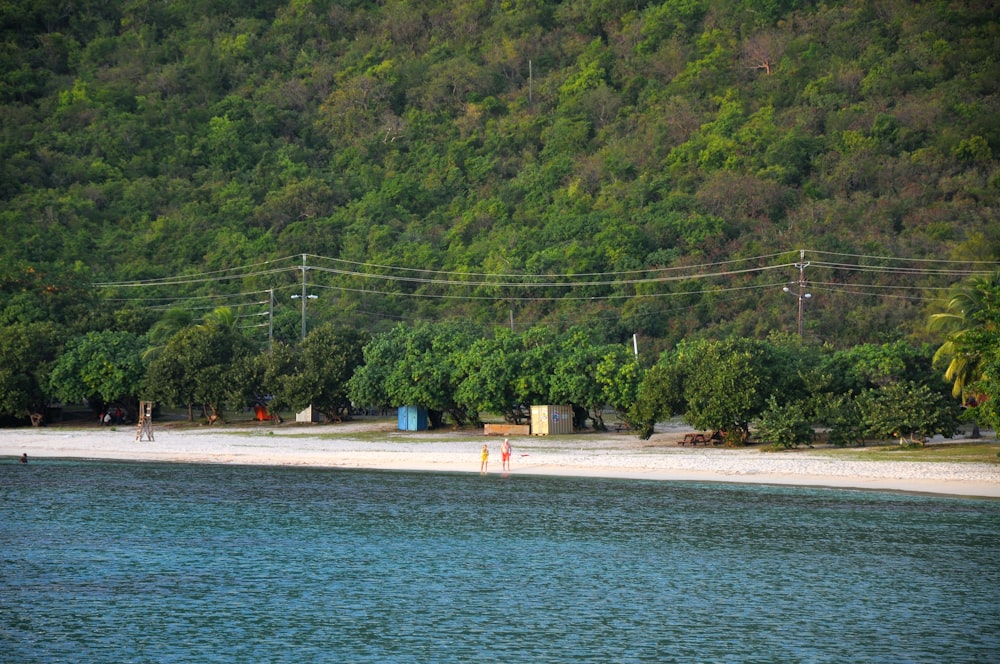 a beach with trees and a body of water