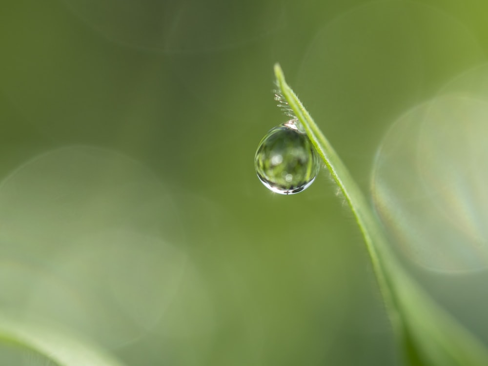 une goutte d’eau sur une feuille