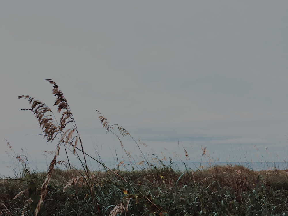 a field of grass with a body of water in the background