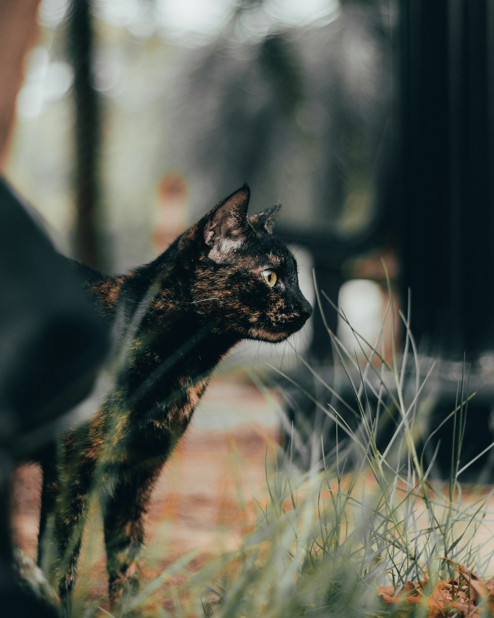 a cat standing in a grassy area