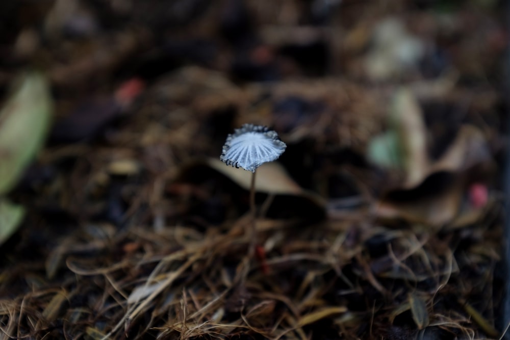 un pequeño hongo blanco