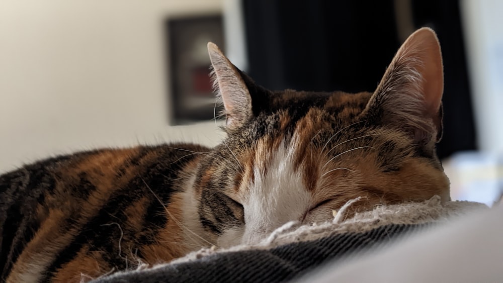 a cat sleeping on a blanket