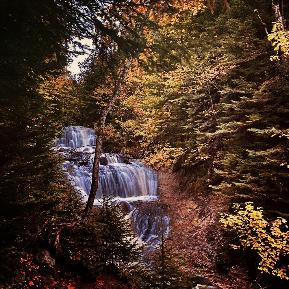 a waterfall in a forest