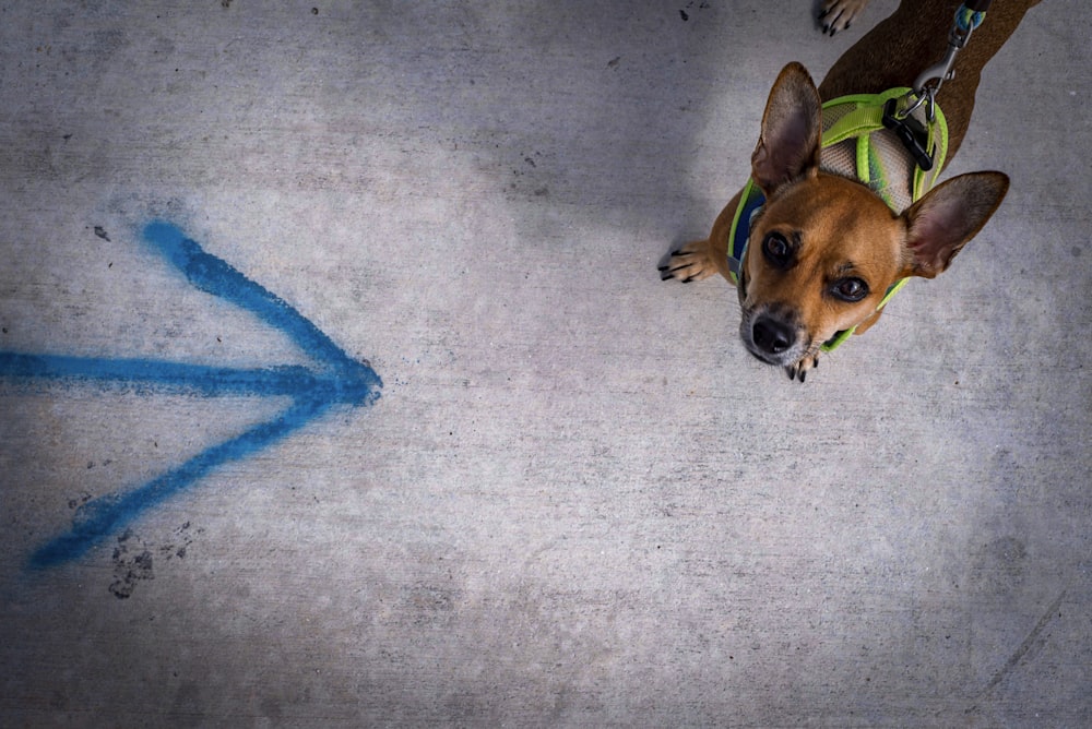 a dog wearing a harness