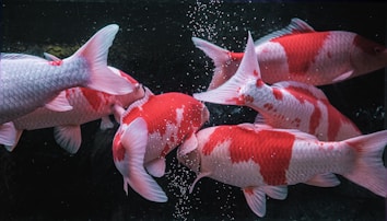 A group of red and white koi fish swimming in a dark tank. There are bubbles in the water, and the fish have a mix of solid and patterned scales. The lighting highlights the bright colors of the fish against a dark background.