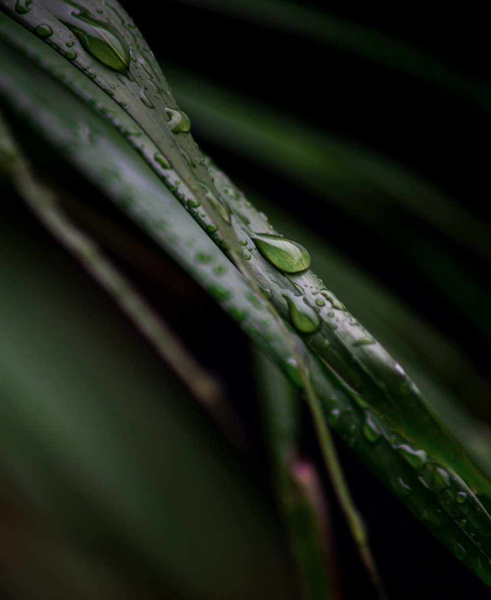 a close up of a leaf