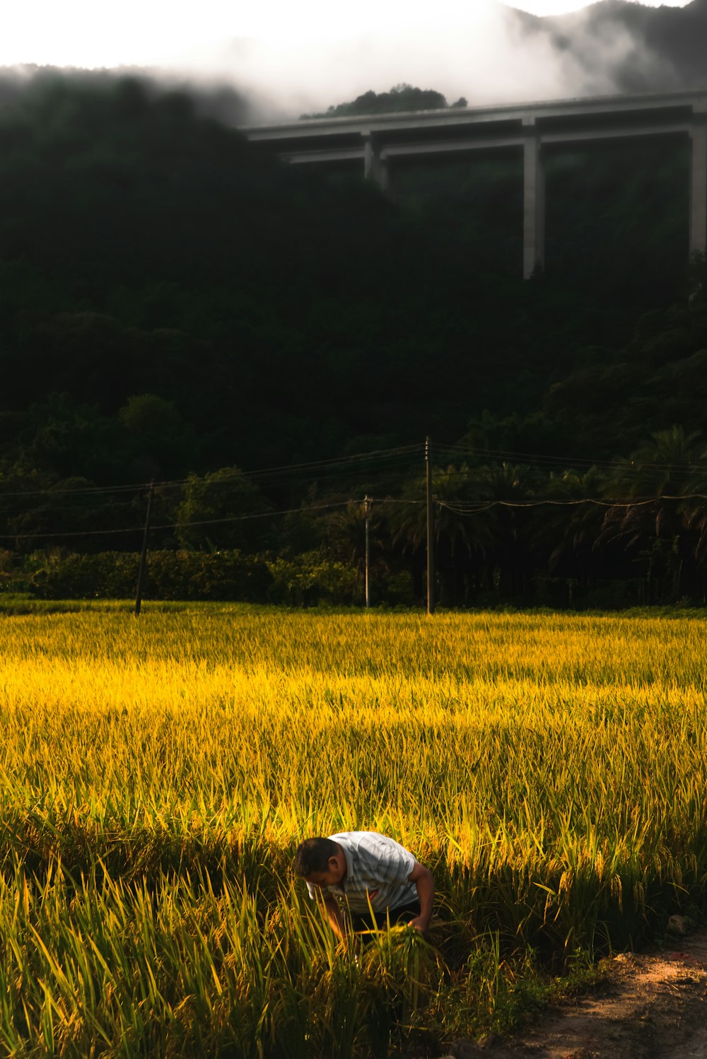 a person bending over in a field of yellow flowers