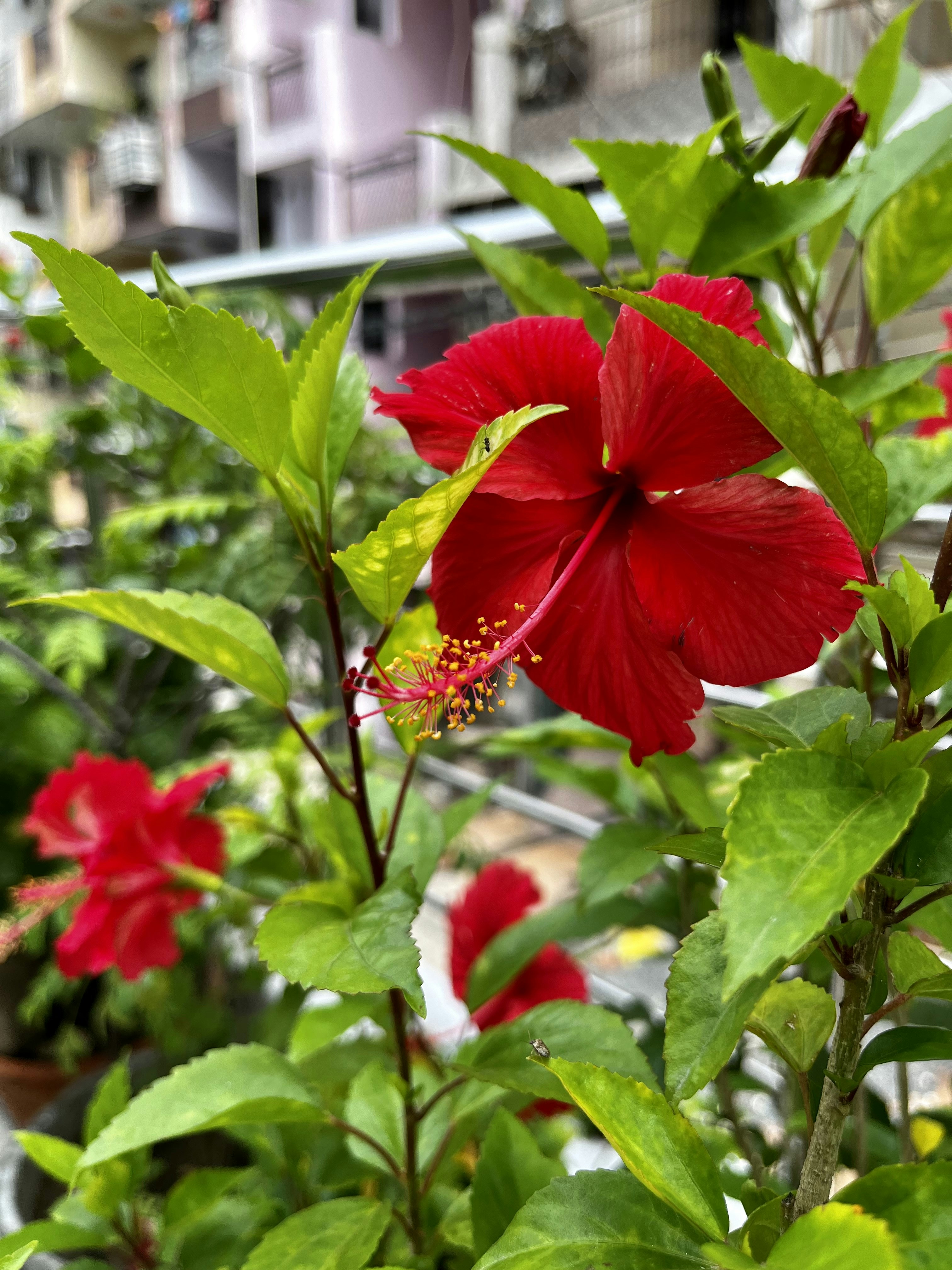 緑の葉を持つ赤い花の写真 Unsplashのガーズィヤーバードの無料画像