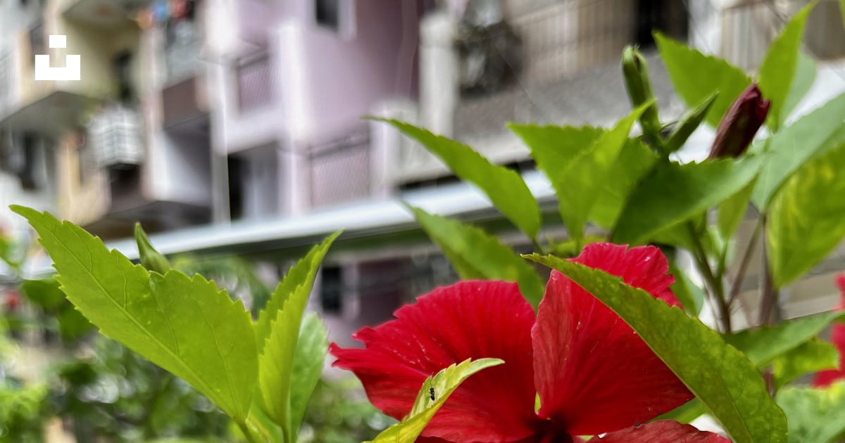 緑の葉を持つ赤い花の写真 Unsplashのガーズィヤーバードの無料画像