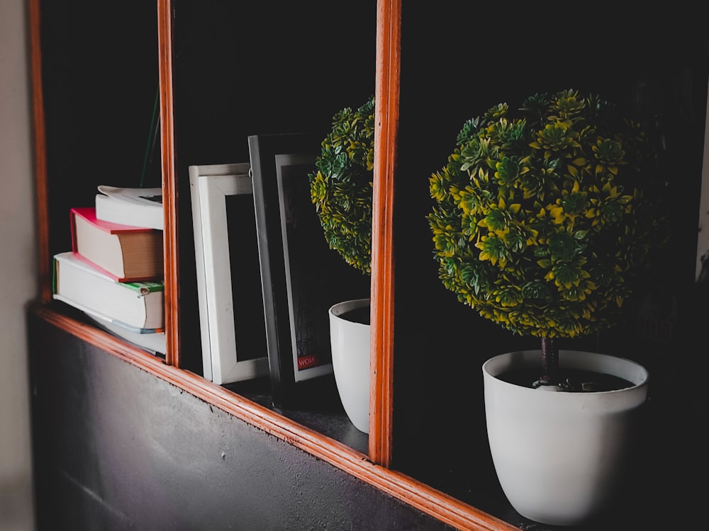 a plant in a window