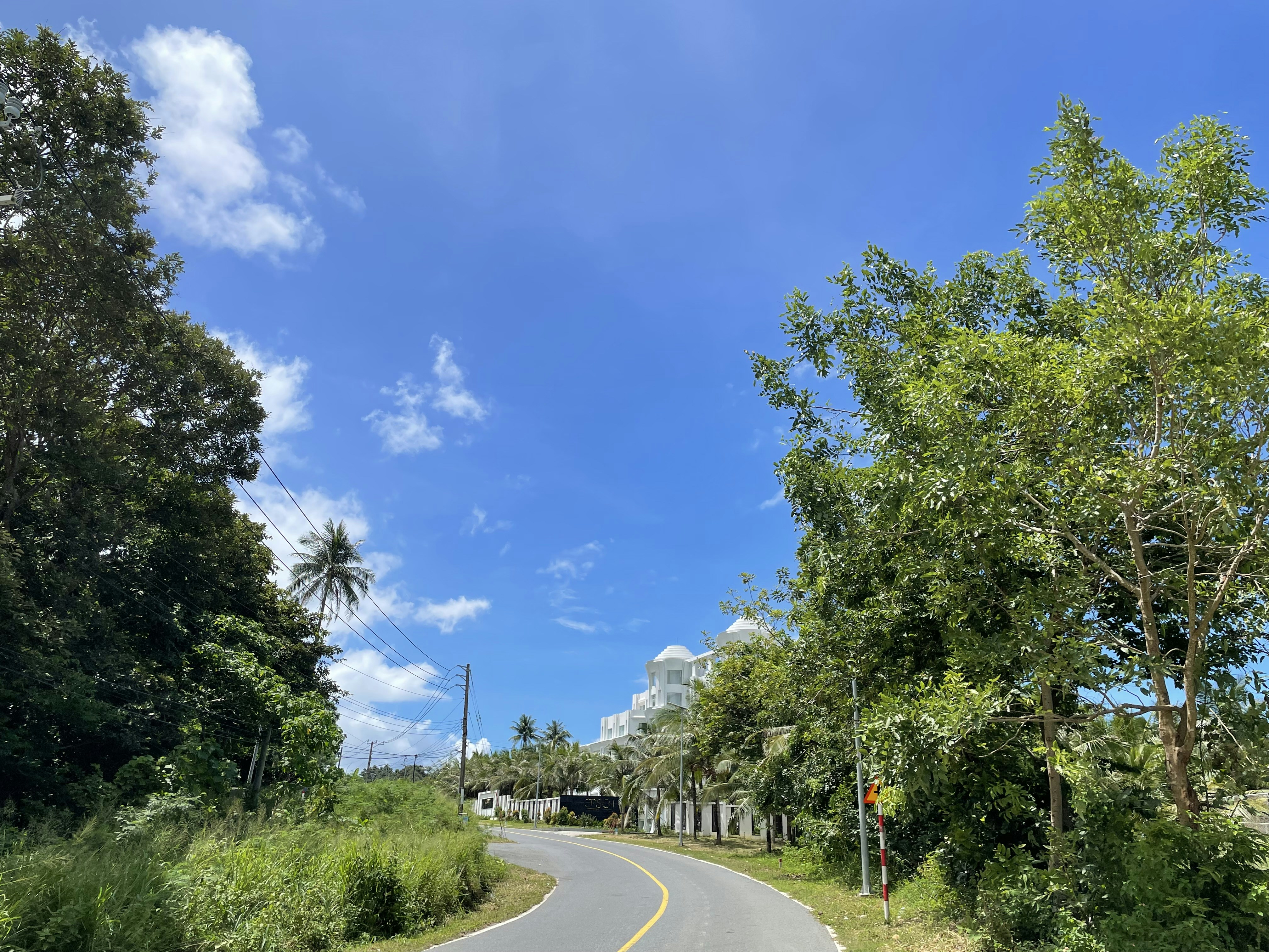 a road with trees on the side