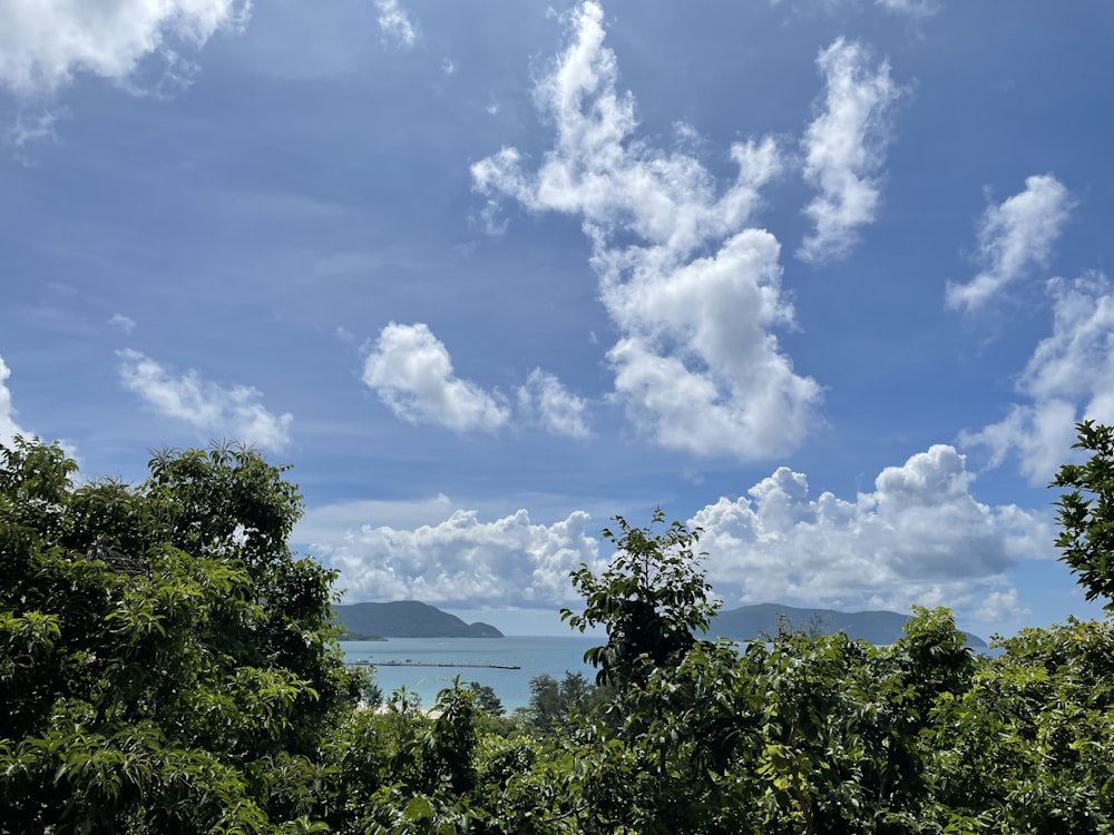 a view of the ocean from a forest